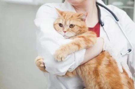 動物病院のイメージ画像(猫)