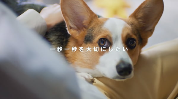 動物病院売上NO1犬用ノミダニ(フィラリア)予防「シンパリカ」TVCM